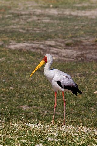 044 Chobe NP, afrikaanse nimmerzat.jpg